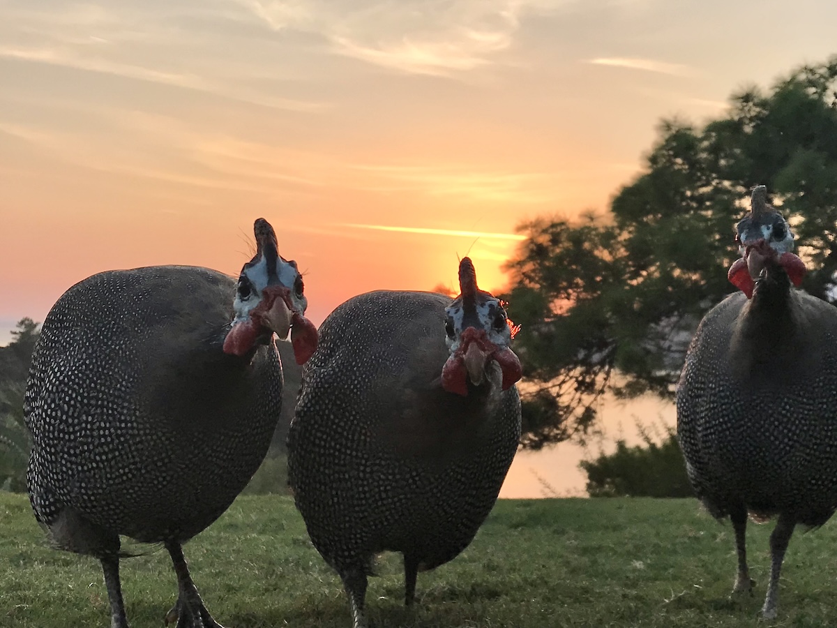 three guinea fowl looking at camera at sunset