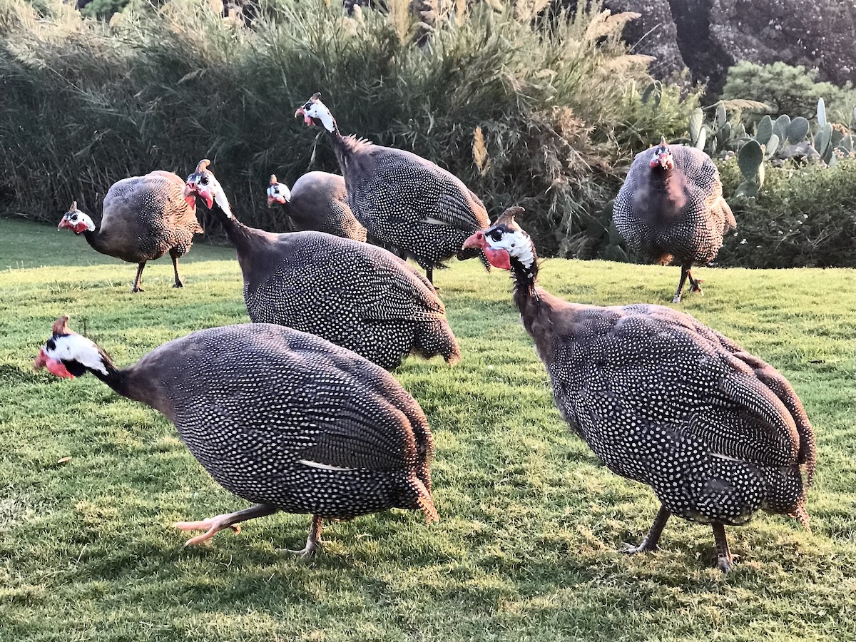 Bunch of guinea fowl walking on grass