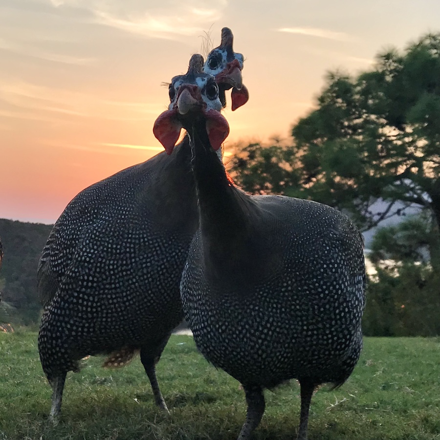 Close up of two guinea fowl looking at the camera at sunset