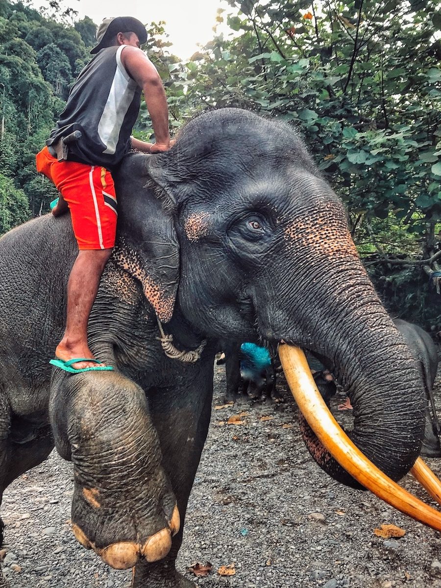 A huge elephant with giant tusks lifts his leg as his mahout climbs aboard