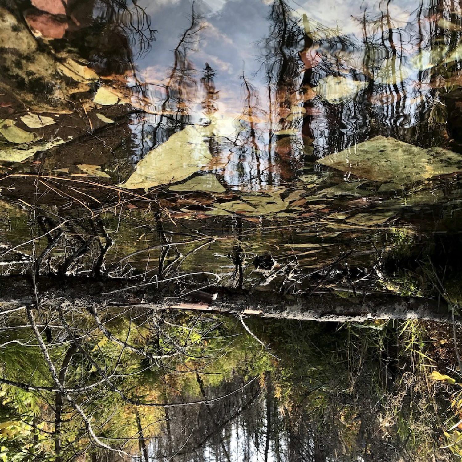 nature photo collage