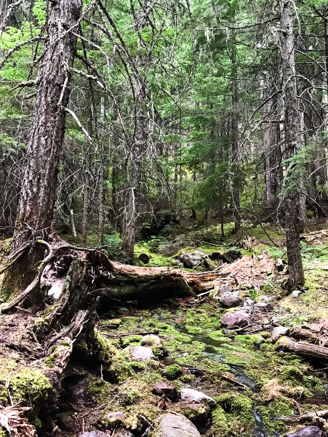 theworldlytravels-glacier national park-52